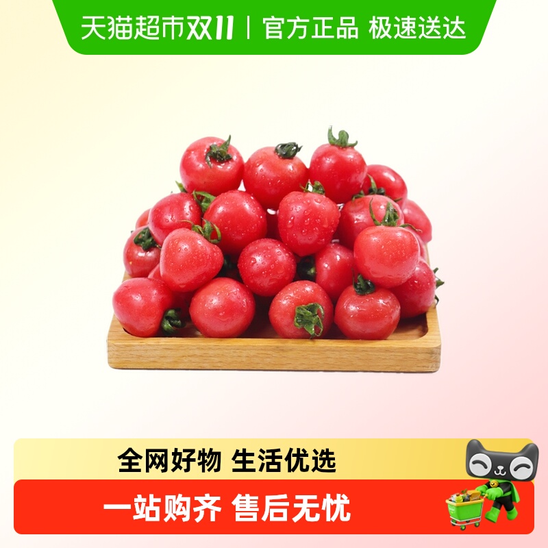 山东小西红柿圣女果