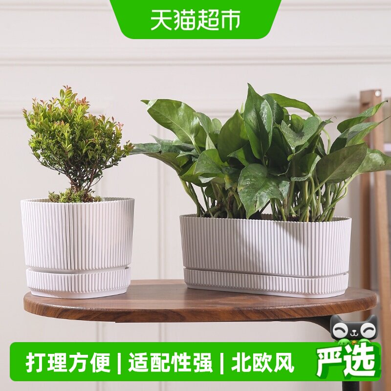 北欧简约带底盘花盆家用加厚耐用多肉绿植小盆栽花盆直筒种植盆