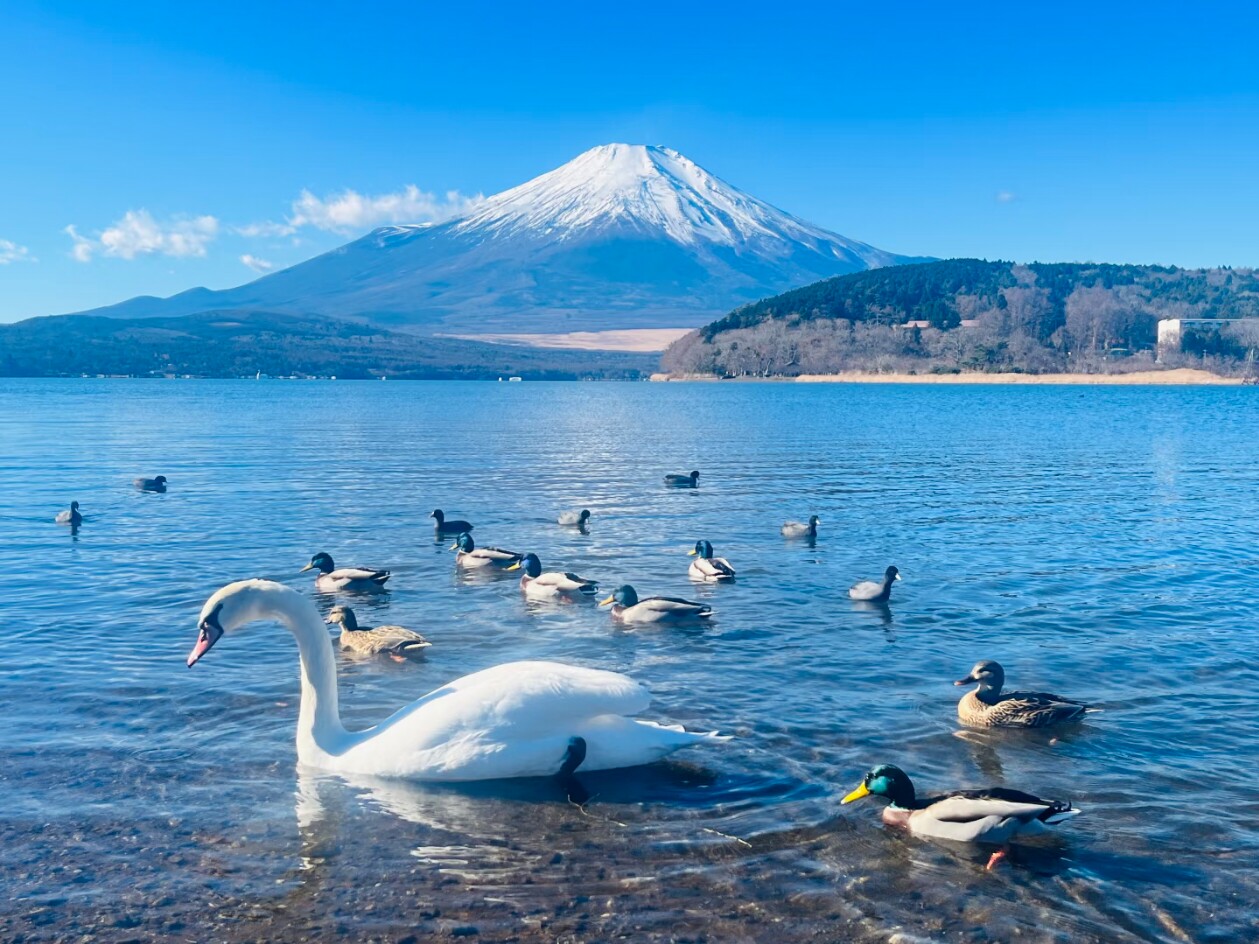 山中湖河口湖芝樱祭