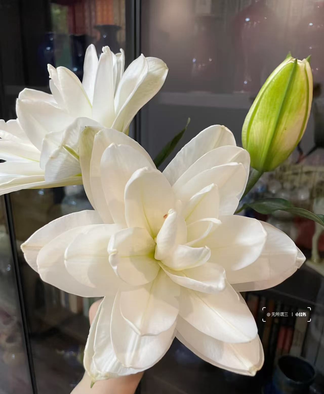 重瓣百合.白莲花10枝10头不包邮