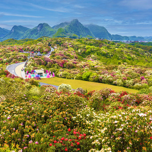 贵州旅游纯玩6天5晚跟团游贵阳黄果树荔波西江苗寨百里杜鹃赏花季