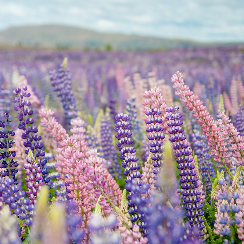 4人起私家团-15天14晚新西兰旅游全国出发咨询客服制定行程