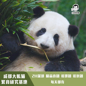 成都熊猫基地趣味讲解半日游 跟着熊猫达人听熊猫故事