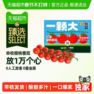 【臻选】一颗大串收樱桃番茄甄选礼盒装新鲜采摘酸甜