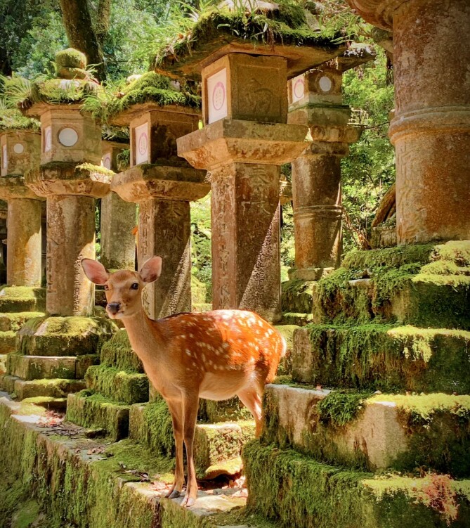 京都一日游大阪奈良公园
