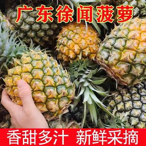 湛江新鲜菠萝水果整箱包邮徐闻产地批发香水小菠萝广东大菠萝