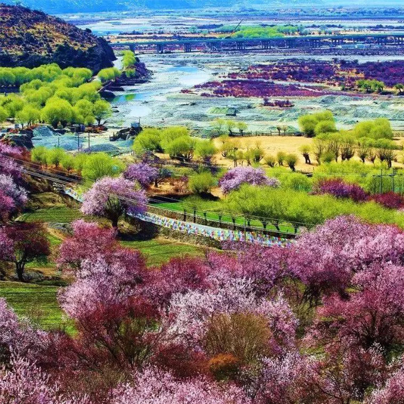 西藏旅游定制旅行拉萨布达拉宫林芝珠峰阿里
