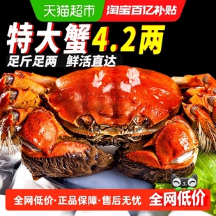 I活蟹I仲秋大闸蟹鲜活现货全母公螃蟹礼盒湖鲜河蟹去绳净重