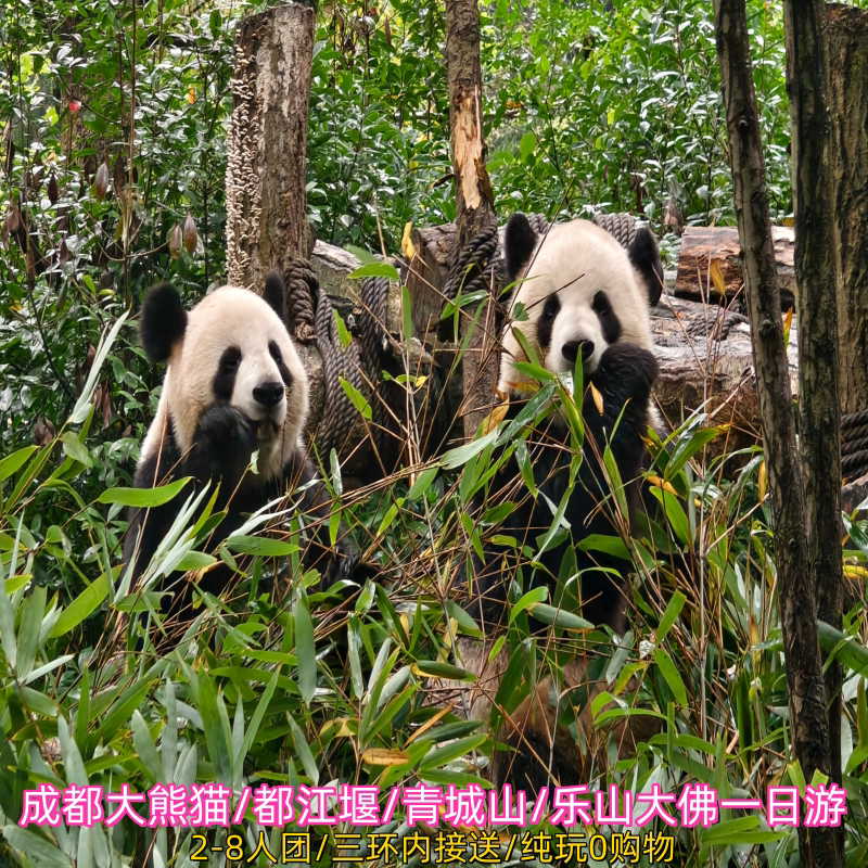 成都周边一日游 熊猫基地都江堰青城山乐山大佛2-8人团纯玩跟团游