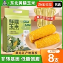 新貨東北黃糯玉米棒新鮮采摘黃金鋁箔裝 低脂飽腹香甜東北黏苞米