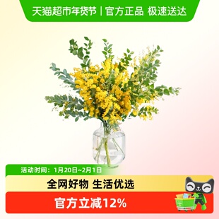 金合欢鲜花花束圣诞花室内插花水培植物鲜切支可做干花花卉绿植