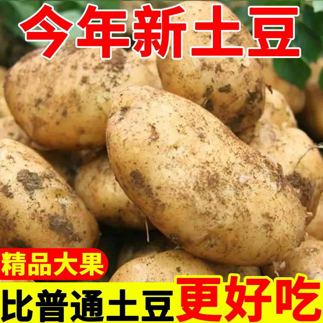 现挖贵州威宁新鲜黄心土豆当季蔬菜马铃薯新鲜2025年黄心土豆