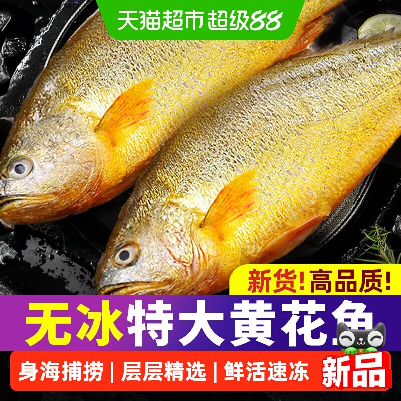 【超市推荐】黄花鱼特大无冰新货图片
