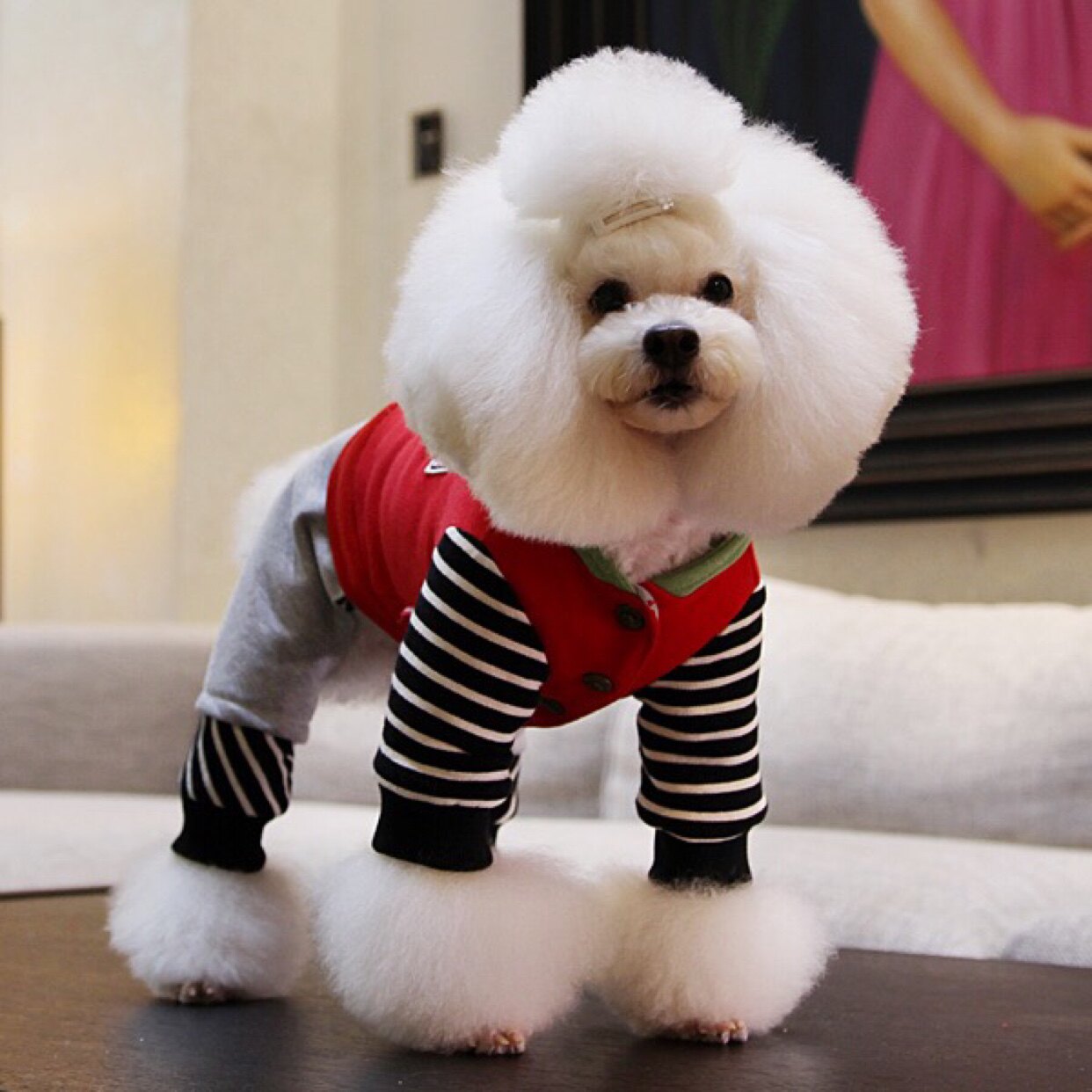 妮克威尔小型犬条纹异形狗狗衣服