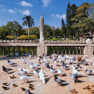 厦门旅游4天3晚鼓浪屿菽庄花园日光岩南普陀寺帆船出海