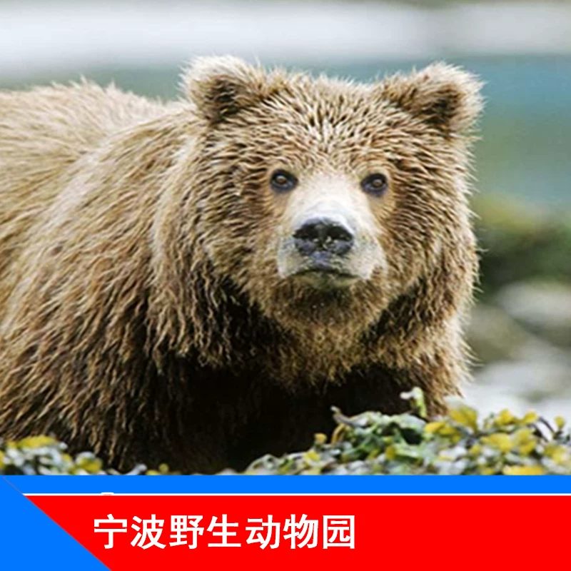 [宁波野生动物园-大门票]宁波雅戈尔野生动物园 成人票 - 实物图