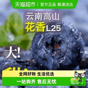 云南花香蓝莓鲜果枝高山新鲜水果特大果l25当季 现摘孕妇水果整箱