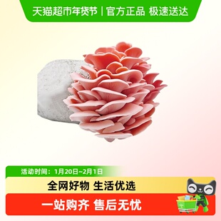 寿禾红平菇菌包蘑菇种植包家种菌平菇磨菇种可食用家庭趣味自种