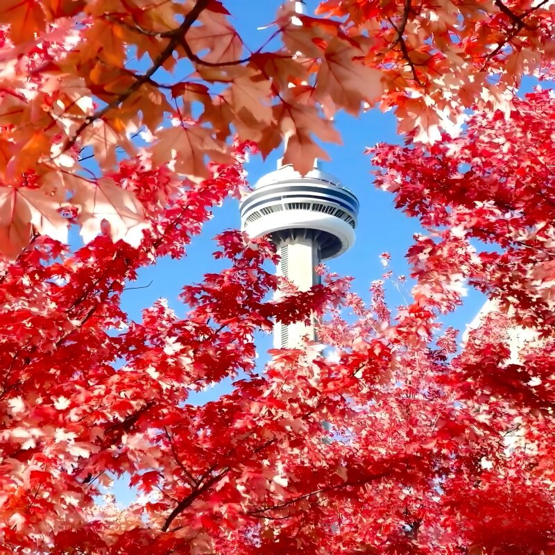 日本·持在留资格认定证明赴日签证·青岛送签·日本留学签证经营管理