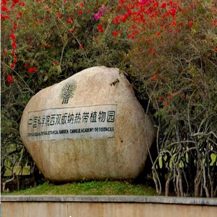 [中国科学院西双版纳热带植物园-大门票+西区游览车]刷身份证或二维码入园