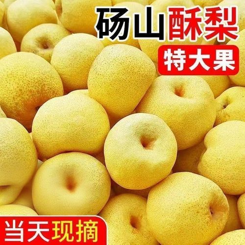 砀山黄皮酥梨脆甜多汁酥梨水果梨子新鲜薄皮应季水果批发农场直发