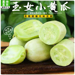 山东寿光玉女黄瓜新鲜拇指小黄瓜当季现摘营养丰富生鲜直供