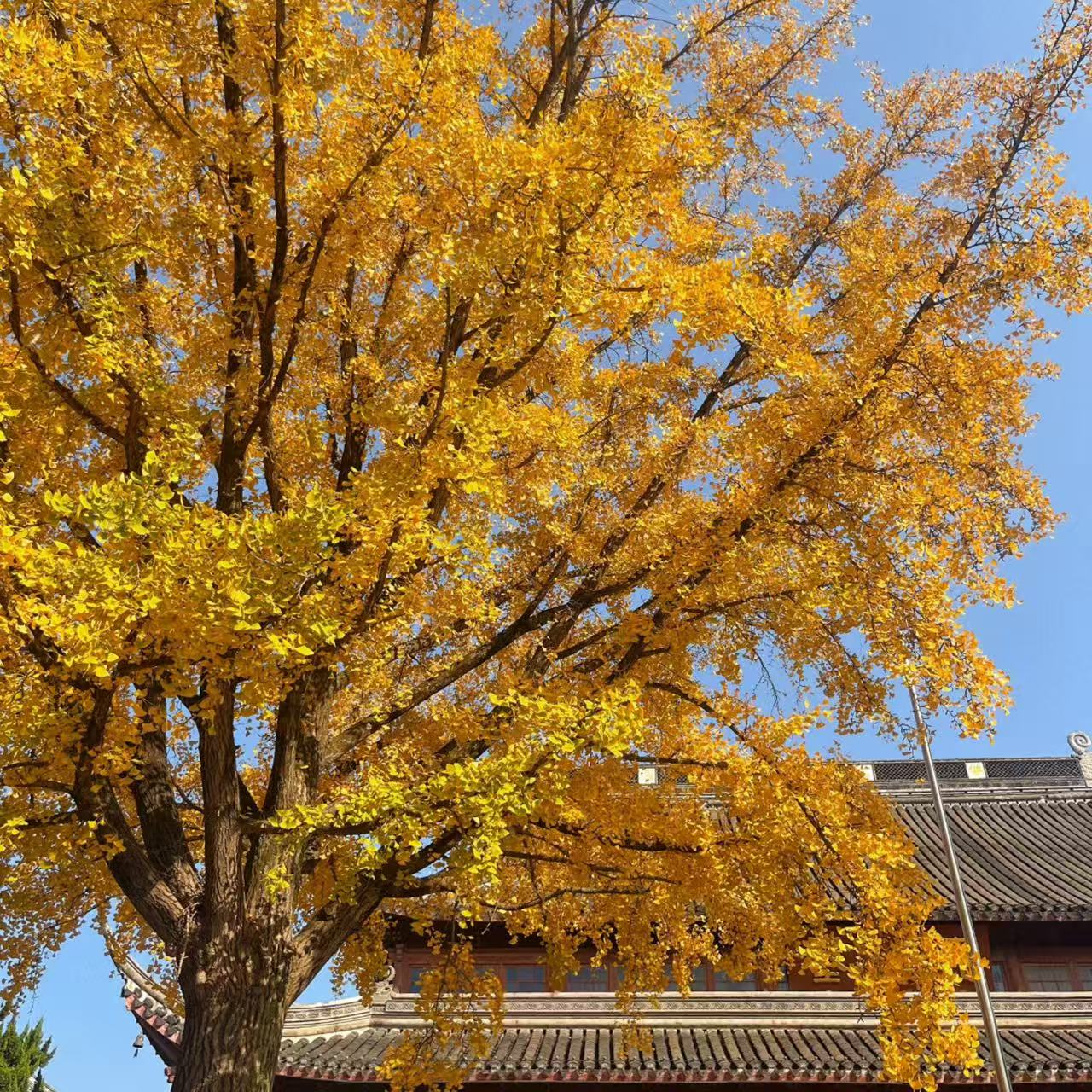南京栖霞山赏秋半日游【含门票+2小时人工讲解+抄经体验】