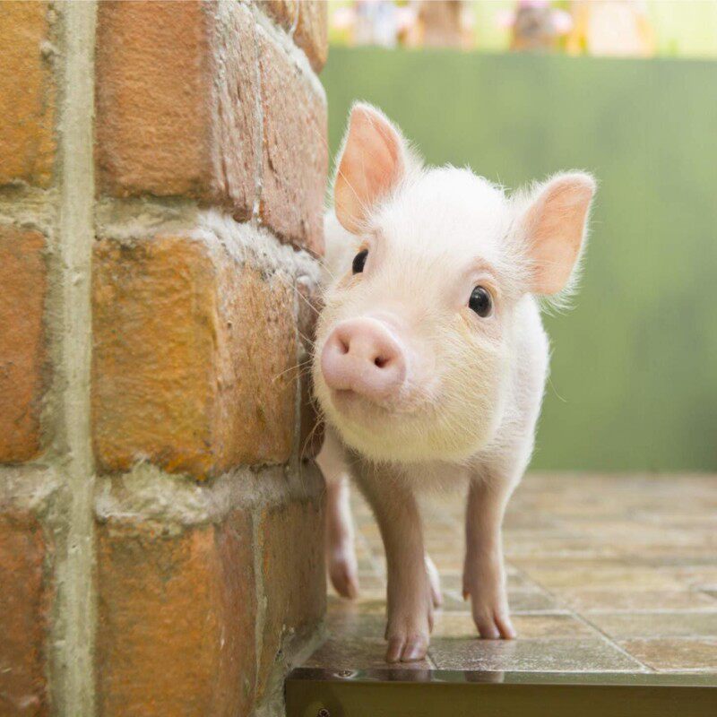 日本东京原宿迷你猪咖啡馆体验36132