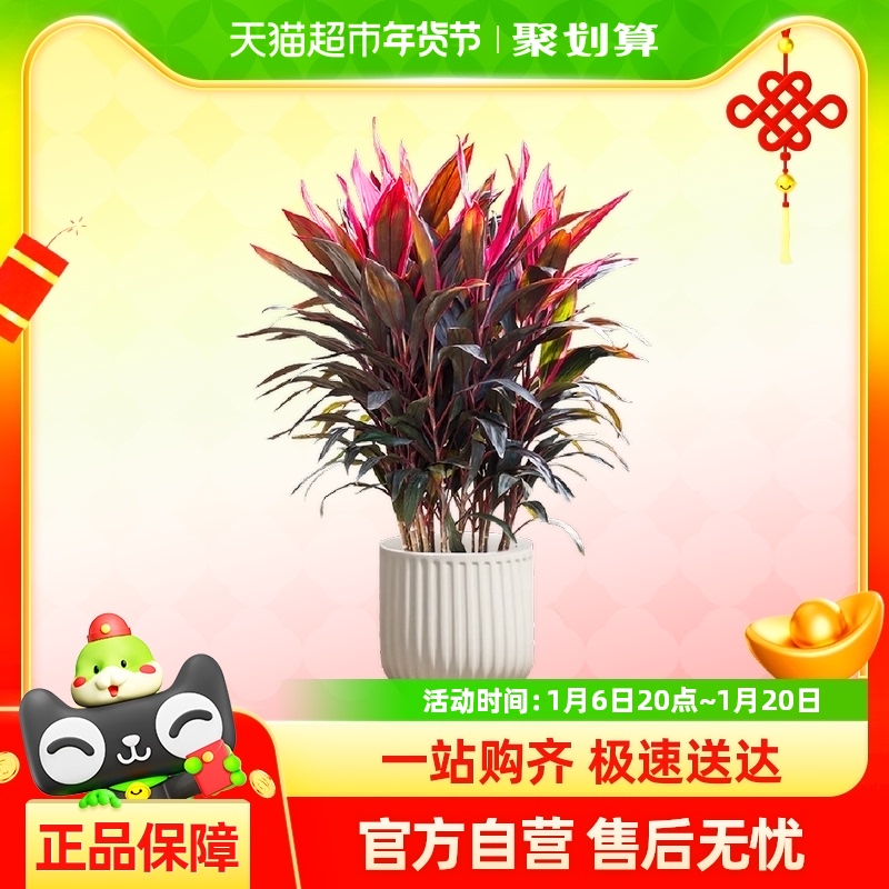 Ҷ콶׮̨ͥԺֲغˮļֲ97.47Ԫ(88VIP 95)