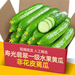 现摘现发山东寿光荷兰水果小黄瓜精品装无刺脆甜嫩黄瓜新鲜