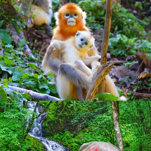 【私家包车游|武汉+神农架+大九湖全景 4日游】省博物馆+黄鹤楼