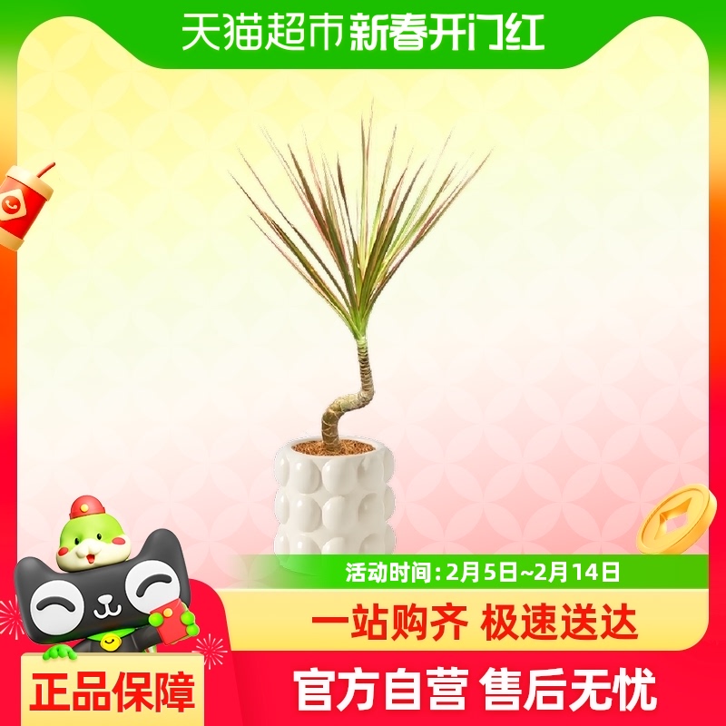 ͷֲǧľӬβާССֲ37.81Ԫ(88VIP 95)
