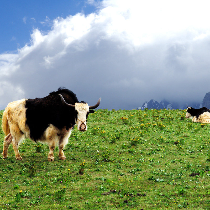 [玉龙雪山-牦牛坪索道+环保车+雪厨自助餐]牦牛坪索道加雪厨自助