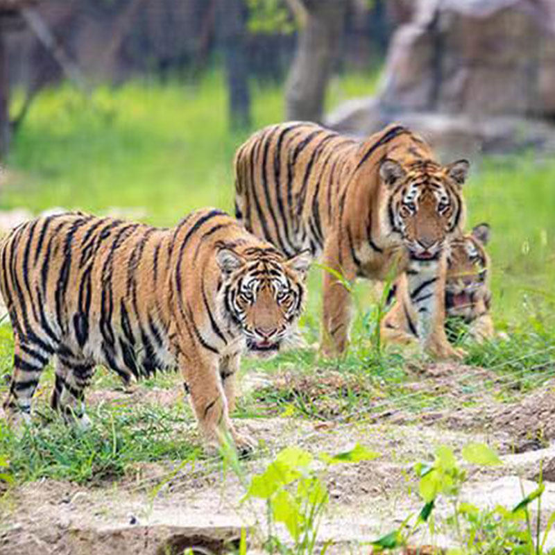 [泉城欧乐堡动物王国-大门票(活动票)]欧乐堡十周年动物王国活动票