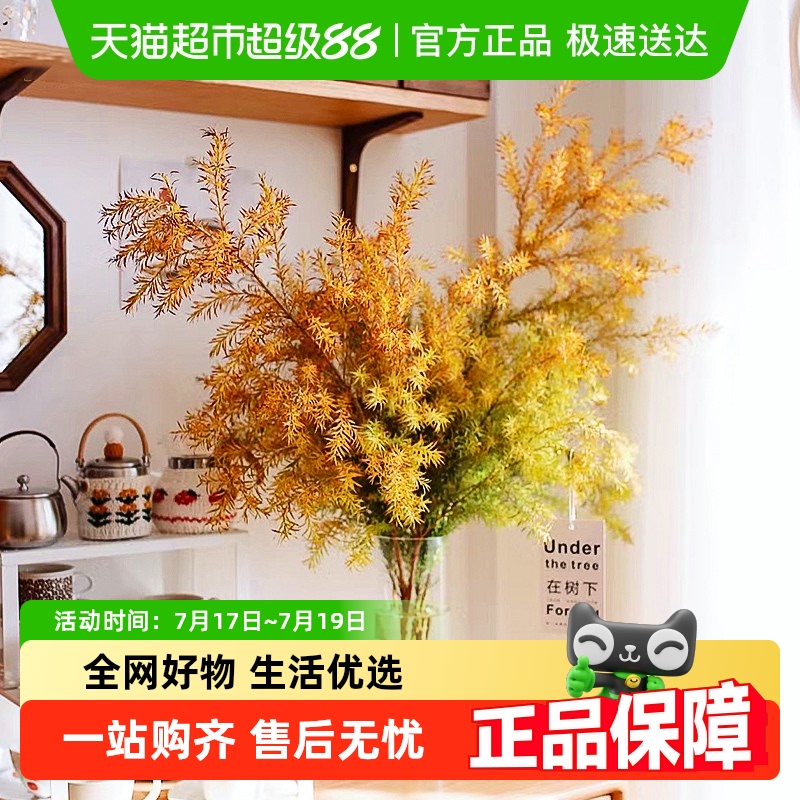 爱黛千层金鲜花鲜切枝水培植物