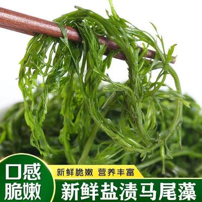鞭炮笋火锅食材海藻菜羊栖凉拌菜海草火炮菜长寿菜龙须盐渍马尾藻