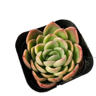 【七总】多肉，玉杯冬云，单头东云大颗多头群生状态稀有