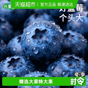 兴果里云南高山花香蓝莓新鲜水果应当季 鲜果孕妇特大果现摘现发