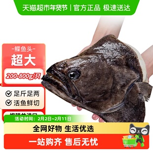 九十六次鲜格陵兰鸦片鱼头鲽鱼头新鲜冷冻碟鱼头特大深海雅片鱼头