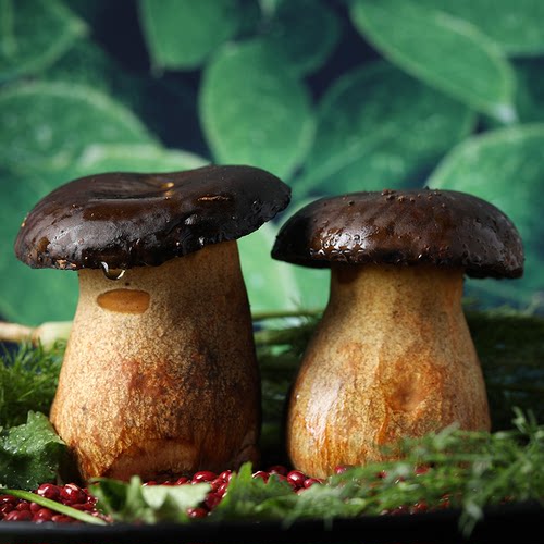 当天新鲜采摘，全一级菇，原产地空运直达