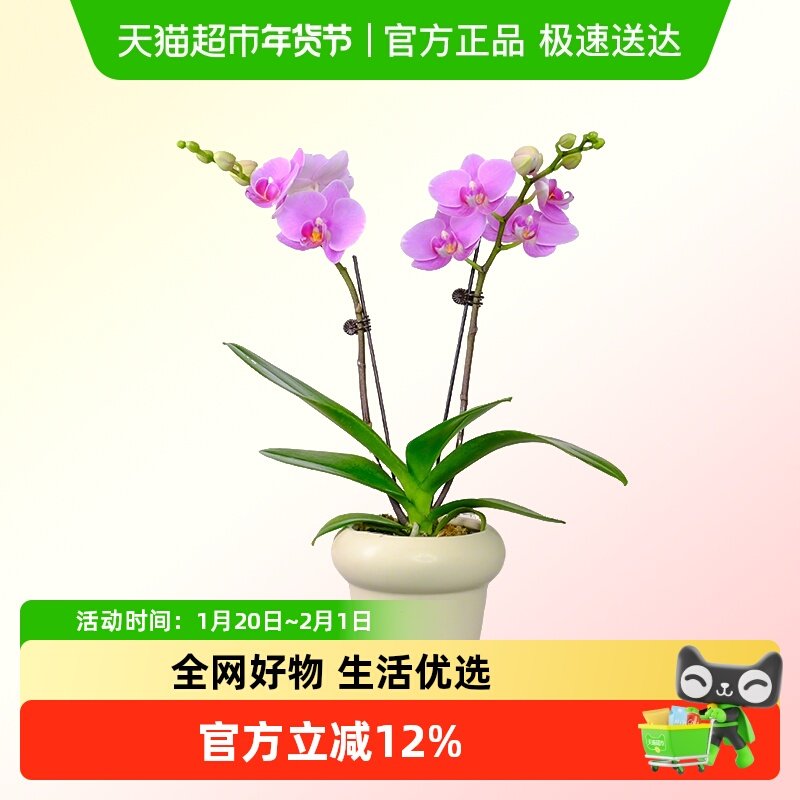 蝴蝶兰盆栽带花苞大苗鲜花卉客厅双剑轻奢高级感四季开花开业乔迁,鲜花速递/花卉仿真/绿植园艺,国兰/杂交兰/洋兰类,淘宝优惠券,粉丝福利购,淘宝优惠卷