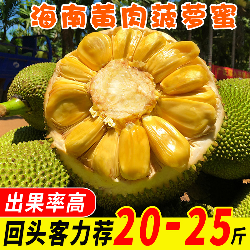 现摘海南菠萝蜜干苞脆甜一整个新鲜水果包邮当季热带波罗蜜批发