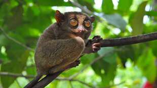 薄荷岛陆地精华景点一日游巧克力山+眼镜猴+罗博河等