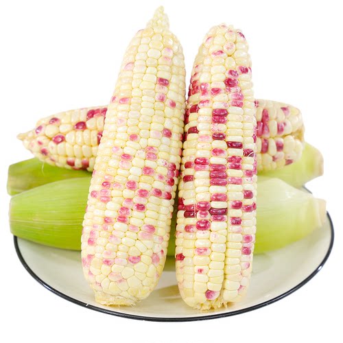 花糯甜玉米新鲜现摘五彩苞谷大棒子农田直供美味营养丰富健康蔬菜