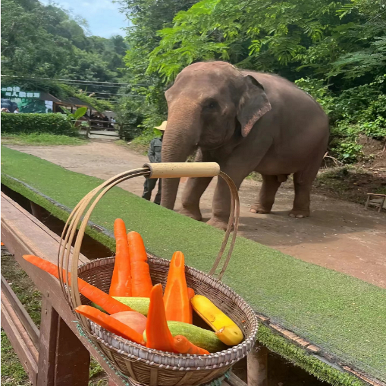 [野象谷景区-大门票+大象喂食票]大门票+大象喂食（分大小果篮）
