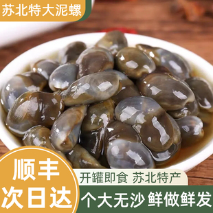 特大号泥螺皇 醉泥螺海鲜 超特大黄泥螺鲜活腌制新鲜盐城生腌即食