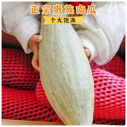 金丝南瓜板栗南瓜老南瓜精品贵族小南瓜精品孕妇可蒸可煮煲汤做菜