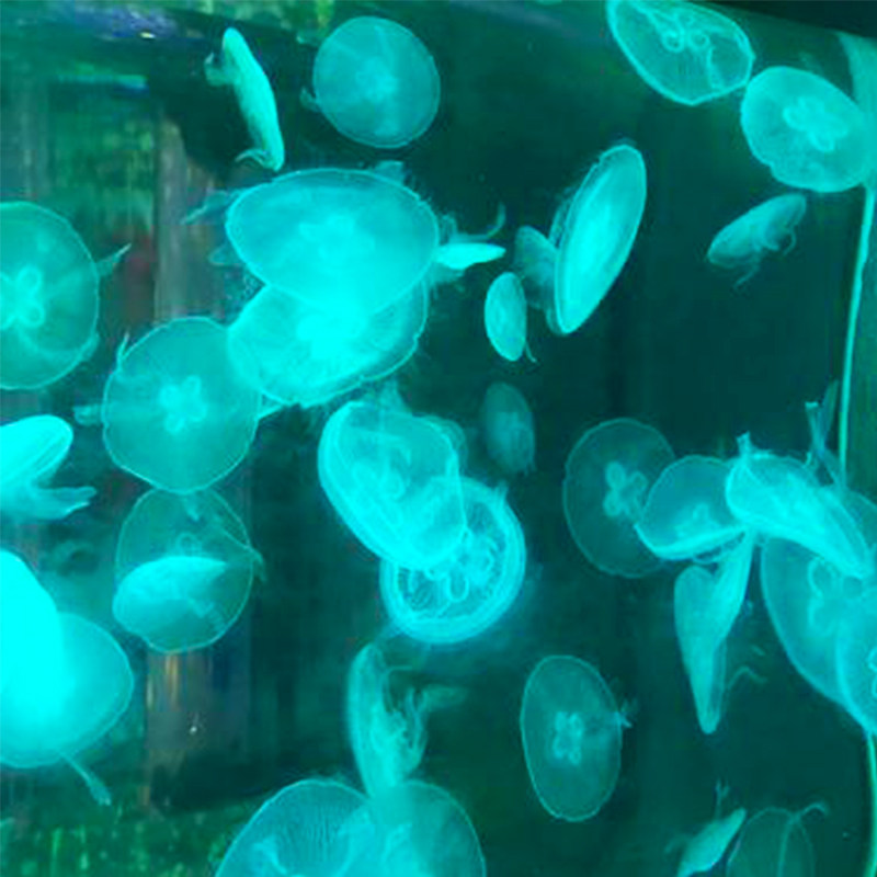 [西双版纳原始森林公园-大门票+往返电瓶车+湄公河水底世界]原始森林公园+水底世界套票