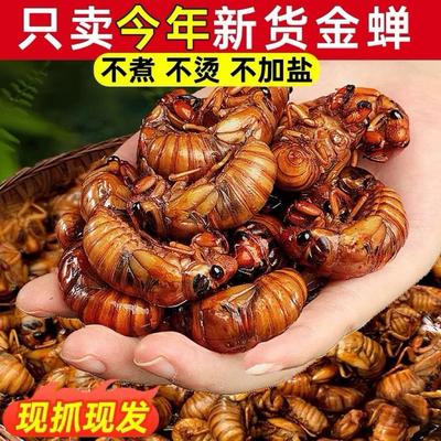 新鲜知了猴金蝉野生现抓速冻结了龟爬叉猴蚱解拉猴蝉蛹非即食活体