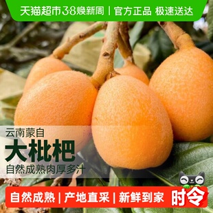 柠满园正宗云南蒙自大枇杷大果鲜果新鲜水果琵琶大五星产地直供